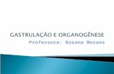 Professora: Rosana Moraes. FECUNDAÇÂO SEGMENTAÇÃO.