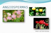 ANGIOSPERMAS PROF. VICTOR PESSOA. PRINCIPAIS CARACTERÍSTICAS Fanerógamas (órgãos reprodutores evidentes = flores); Espermatófitas (produzem sementes);