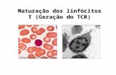 Maturação dos linfócitos T (Geração do TCR) Os linfócitos T saem da medula óssea ainda imaturos. Progenitor linfóide Célula pluripotente Linfócito B.