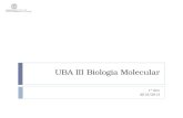 UBA III Biologia Molecular 1º Ano 2012/2013. Sumário 15 Nov 2012MJC - TP032 Apresentação das questões a preparar por cada grupo. Preparação das respostas.
