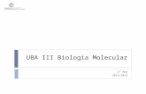 UBA III Biologia Molecular 1º Ano 2012/2013. Sumário 28 Nov 2012MJC - TP052 Apresentação das questões a preparar por cada grupo. Preparação das respostas.