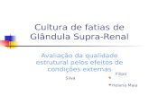 Cultura de fatias de Glândula Supra-Renal Avaliação da qualidade estrutural pelos efeitos de condições externas Filipa Silva Helena Maia.