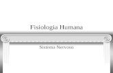 Fisiologia Humana Sistema Nervoso. Organização SNC encéfalo medula espinhal função: interpretar as informações obtidas e elaborar respostas adequadas.