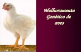 Melhoramento Genético de aves. Produção frango de corte (dinâmica) (45g) 42 dias (1008 horas) (2,559 kg) - ganhando 59,86 g/dia 2,49 g/hora.