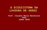O ECOSSISTEMA DA LAVOURA DE ARROZ Prof. Claudio Mario Mundstock IRGA Junho 2010.