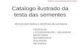Catalogo ilustrado da testa das sementes Microscopia óptica e eletrônica de varredura CESTRUM LYCOPERSICON = SOLANUM NICOTIANA SCHWENCKIA SOLANUM WITHANIA.