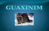 GUAXINIM Vivem normalmente nas Américas do Norte, Central e Sul