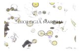 BIOLOGIA MARINHA. 1-Biologia Marinha: É o estudo dos organismos que vivem em ecossistemas de água salgada e das relações entre eles e o ambiente. Oceanos.