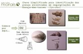 Chave Simplificada para identificação das presas encontradas em regurgitações de Coruja-das-torres (Tyto alba) OU Classe dos Mamíferos Classe das Aves.