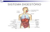 SISTEMA DIGESTÓRIO. Os órgãos digestórios podem ser divididos em 2 grupos: a) Canal alimentar: um tubo contínuo que começa na boca e se segue pela faringe,