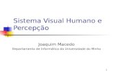 1 Sistema Visual Humano e Percepção Joaquim Macedo Departamento de Informática da Universidade do Minho.