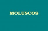 MOLUSCOS. ♦ Phylum Mollusca → grupo grande e variado 120.000 espécies vivas 40.000 espécies fósseis ■ Grupo cosmopolita → encontrado em todos os tipos.