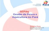 SEPAq Gestão da Pesca e Aquicultura no Pará Socorro Pena Secretária de Estado de Pesca e Aqüicultura.