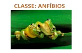 Amphibios Amphi = duas bios = vida FASE LARVAL FASE ADULTA Vertebrados que passam sua fase larvária no meio aquático, com adaptações para esse meio. Depois,