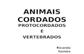 ANIMAIS CORDADOS PROTOCORDADOS E VERTEBRADOS Ricardo Gomes.
