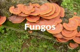 Fungos. ● Os fungos são popularmente conhecidos por bolores, leveduras, mofos, cogumelos e orelha-de-pau. ● São organismos eucariontes, aclorofilados.