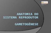 Prof. Ana Rita Rainho. Anatomia do sistema reprodutor masculino.