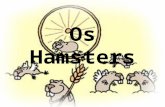 Os Hamsters Hamster Hamster é uma designação comum a diversos pequenos mamíferos roedores, da sub-família Cricetinae, encontrados na África e Ásia, dotados.