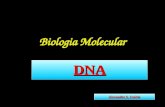 Biologia Molecular DNA Alexandre S. Osório. A natureza química dos genes Histórico  Miescher (1871) – Análise química com células de pus, rins, fígado,