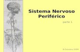 Sistema Nervoso Periférico Sistema Nervoso Periférico parte 1 8.Outubro.2009.