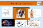 Sistema Nervoso. Coordenação do Organismo Sistema Hormonal Sistema responsável pela síntese de substâncias químicas que estimulam os diferentes tecidos.