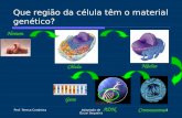 Prof. Teresa CondeixaAdaptado de Óscar Sequeira 1 Que região da célula têm o material genético? Célula Núcleo Cromossomas Homem ADN Gene.
