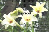PROFESSORA: JAINE CAMARGO ALUNOS: CAMILA GOTTARDI JOÃO PAULO SOUZA Floricultura e Paisagismo Lírios.