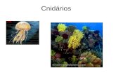 Cnidários. Diblásticos Simetria: Radial ou assimétricos Habitat: marinhos (maioria) Hydra : dulcícola Sésseis ou errantes Enterozoários Primeiros com.
