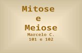Mitose e Meiose Marcelo C. 101 e 102. O ciclo celular Dividido em: -Intérfase -Divisão Celular 1.Mitose 2.Meiose.