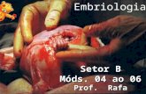 EmbriologiaProf. Rafa Setor B Móds. 04 ao 06. Embriologia: estuda o desenvolvimento do embrião, da formação do zigoto.