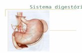 Sistema digestório. O sistema digestório humano é formado por um longo tubo musculoso, ao qual estão associados órgãos e glândulas que participam da digestão.