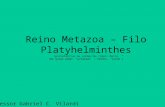 Reino Metazoa – Filo Platyhelminthes (platelmintos ou vermes de corpo chato) (do grego platys, “achatado” + helmins, “verme”) Professor Gabriel C. Vilardi.