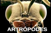 ARTRÓPODES ARTRÓPODES PROF. MARCELO MIRANDA. Filo Arthropoda (Artrópodes) Do grego, arthros = articulado e podos = pés; É o filo mais abundante em quantidade.