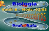 Biologia Prof. Rafa Setor B – Móds. 02/03. PROTISTAS PROTISTAS ALGAS FOTOSSINTETIZANTES PROTOZOÁRIOS PARASITAS.