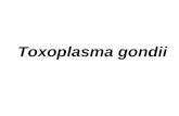 Toxoplasma gondii. Características gerais: Protozoário Parasito intracelular obrigatório Descoberto em 1908 no Brasil – primeiro caso Humano em 1923 na.