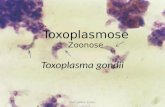 Toxoplasma gondii ToxoplasmoseZoonose Prof: Ueliton Santos.