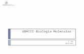 UBAIII Biologia Molecular 1º Ano 2014/2015. 2/out/2014UBAIII MJC Sumário:  Capítulo II. A relação entre genes e proteínas  O fluxo de informação genética.