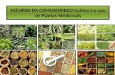 RECURSO DA COMUNIDADEO Cultivo e o uso de Plantas Medicinais.