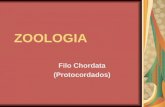 ZOOLOGIA Filo Chordata (Protocordados). Características: São animais tribláticos, celomados, com simetria bilateral, metameria presente e deuterostômios.