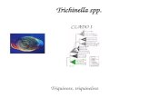 Trichinella spp. Triquinose, triquinelose CLADO I.