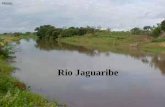 Rio Jaguaribe Flores. Rio Jaguaribe e a música Seca D’água O Jaguaribe inundou a cidade de Iguatu E Sobral foi alagada pelo Rio Acaraú O mesmo estrago.