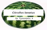 SILVA, L. M. I. Citrullus lanatus Da Taxonomia à Ecofisiologia.