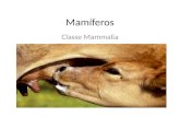 Mamíferos Classe Mammalia. Novidades evolutivas: -Glândulas mamárias, Sebáceas e sudoríparas. -Pelos.