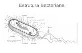 Estrutura Bacteriana. Doenças Bacterianas Tuberculose: causada pelo bacilo Mycobacterium tuberculosis. Hanseníase (lepra): transmitida pelo bacilo de.