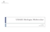 UBAIII Biologia Molecular 1º Ano 2014/2015. 11/dez/2014MJC-T12 Sumário:  Capítulo X. O núcleo eucariota e o controlo da expressão genética  Telómeros.
