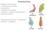 Protozoários Habitat e modo de vida unicelulares eucariontes heterótrofos aeróbios ou anaeróbios excreção – membrana citoplasmática vacúolos contráteis.
