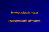Hymenolepis nana Hymenolepis diminuta. OBJETIVO : ï‚† Estuda a classifica§£o, morfologia, ï‚† Estuda a classifica§£o, morfologia, biologia, a§µes patognicas,
