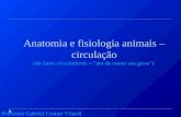 Anatomia e fisiologia animais – circulação (do latim circulationis = “ato de correr em giros”) Professor Gabriel Cestari Vilardi.