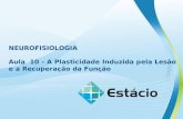 NEUROFISIOLOGIA Aula 10 – A Plasticidade Induzida pela Lesão e a Recuperação da Função.