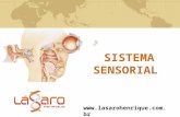 SISTEMA SENSORIAL . SISTEMA SENSORIAL É formado por receptores sensoriais:  estruturas especializadas na percepção de estímulos.